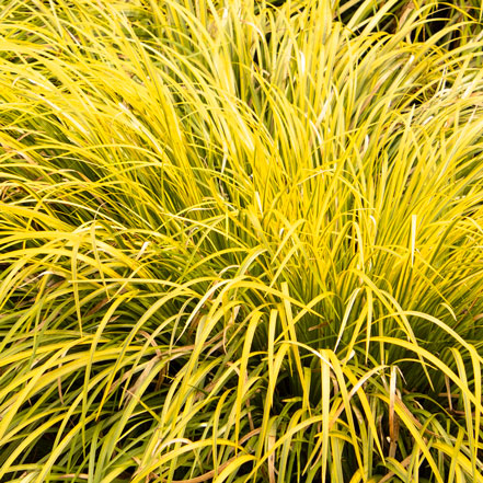 green-yellow sweet flag grass