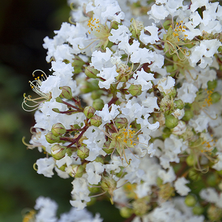 white crape myrtyle flower