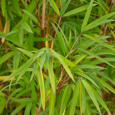 bamboo leaves
