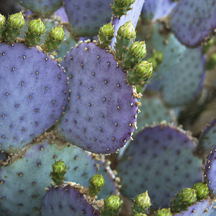 purple and blue prickly pear cactus