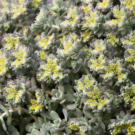 green and yellow stonecrop leaves and flowers