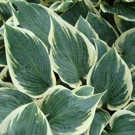 green hosta leaves with cream outline