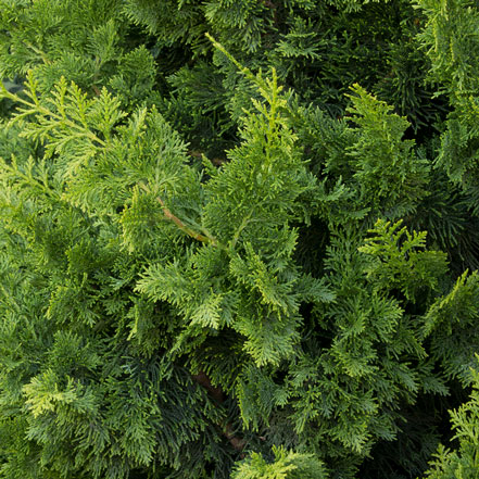 green false cypress leaves