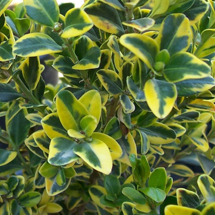 green and yellow boxwood leaves