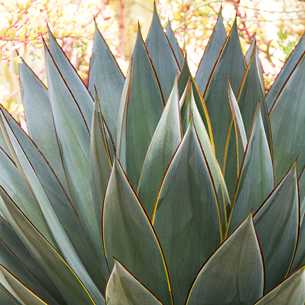 agave spikes with blue-green color