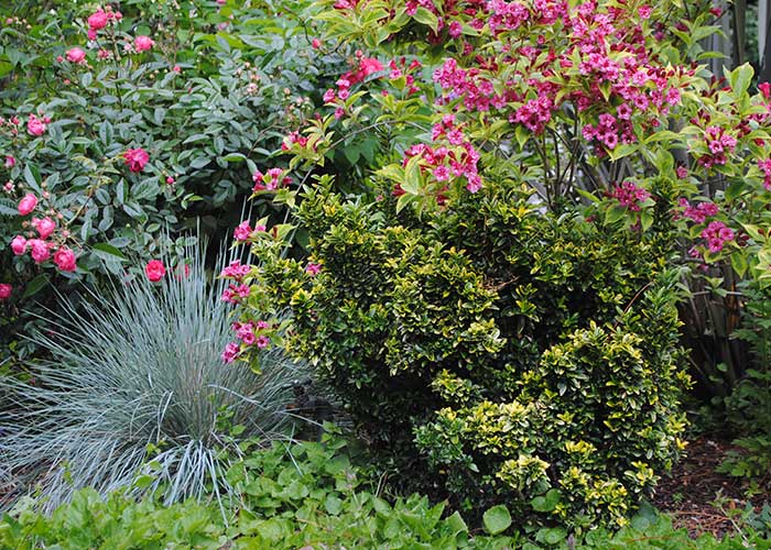 blue fescue and bougainvillea