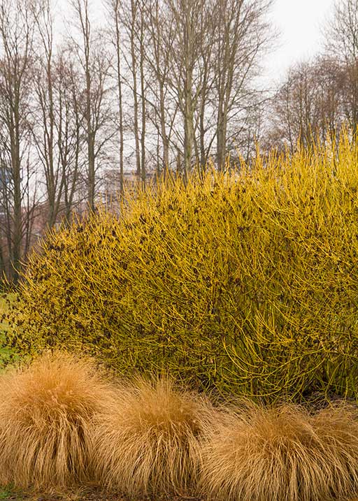 Yellow Twig Dogwood and Dwarf Fountain Grass