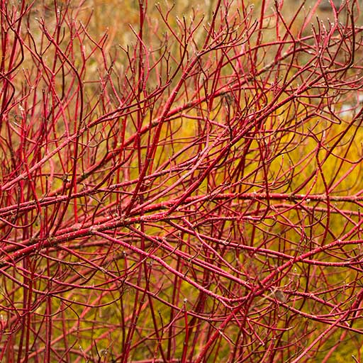 Arctic Fire® Red Twig Dogwood