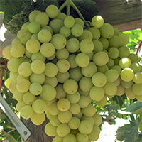 round green-yellow grapes