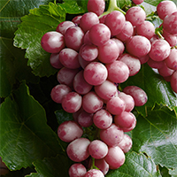 red-purple table grapes against green leaves