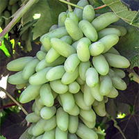 oval finger-like green grapes