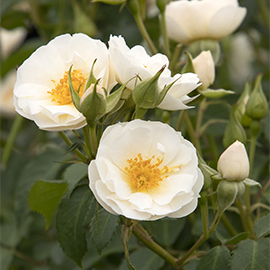 white rose flowers with yellow center and green leaves