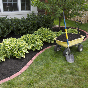 wheelbarrow and shovel next to row of hosta in garden bed