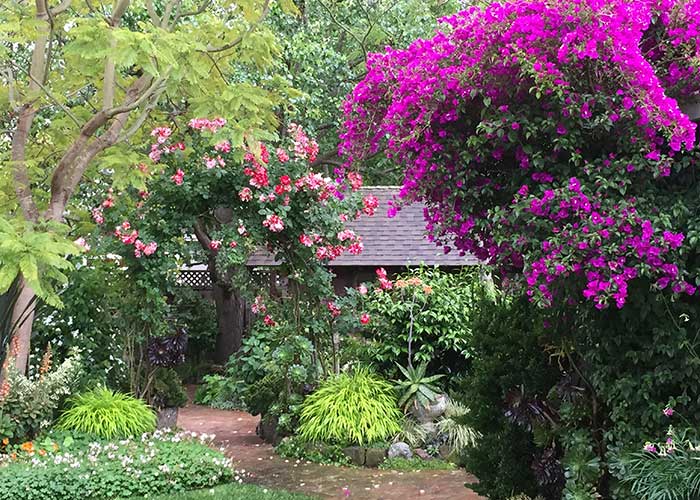 bougainvillea in foreground of a lush cottage garden