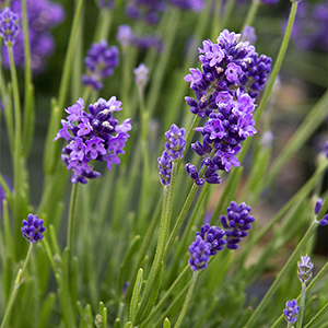 dark purple-blue lavender flowers on narrow green stems