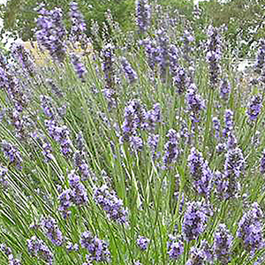 upright lavender flowers on large plant
