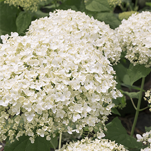 Seaside Serenade® Bar Harbor Hydrangea Image