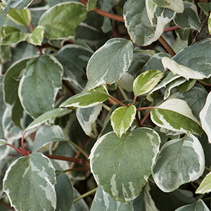 Lacy Heartsâ„¢ chinese hydrangea vine Image
