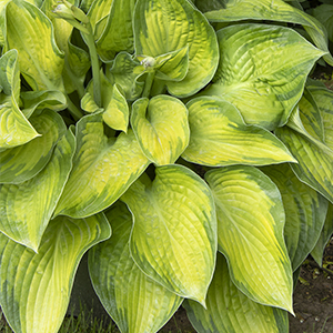 Paradigm Hosta