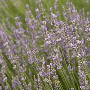 spires of light purple lavender flowers