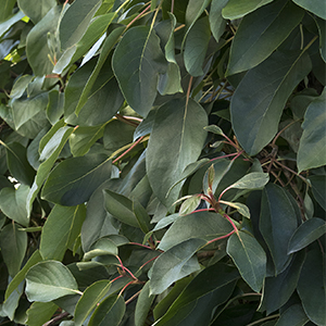 Red Rhapsody® chinese hydrangea vine Image
