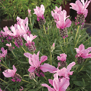 pink spanish lavender flowers