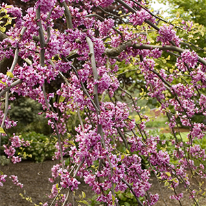 lavender twist redbud branches with pink flowers