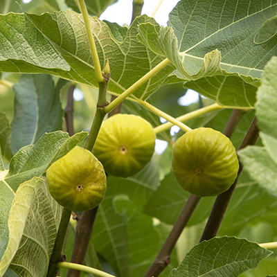kadota fig tree fruit