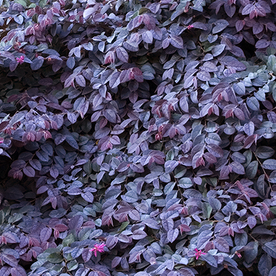 sizzling pink fringe flower has deep purple leaves