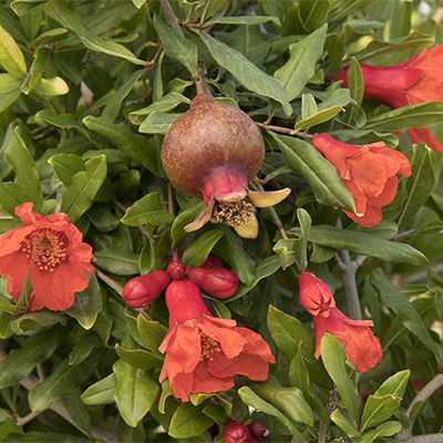 pomegranate fruit and red flowers of Angel Red® Pomegranate