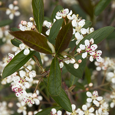 chokecherry flowers bloom early and offer nectar to pollinators
