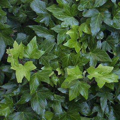 dark green english ivy leaves