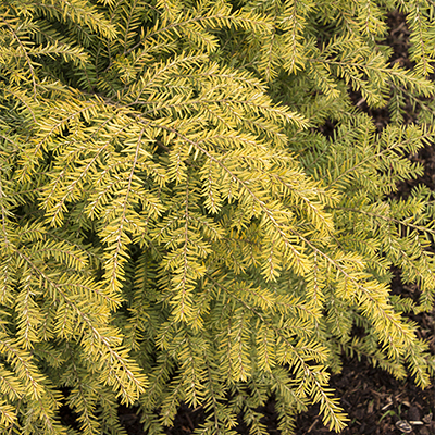 golden yellow conifer foliage on golden duke eastern hemlock