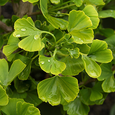 fan-shaped green leaves Jade Butterfly ginkgo