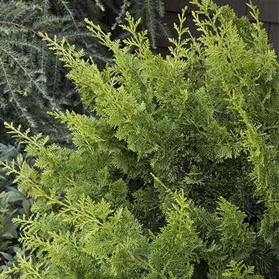 green fern-like foliage on jade waves fernspray false cypress