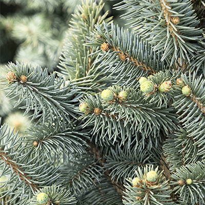 blue spruce foliage needles on the small conifer tree