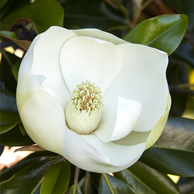 big white flower on little gem dwarf southern magnolia tree