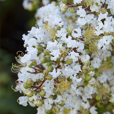 white flowers of Natchez Crape Myrtle
