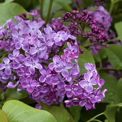 pocahontas early flowering canadian Lilac