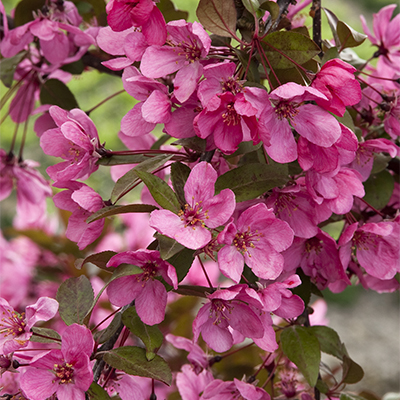 crabapple flowers are great for pollinators in early spring
