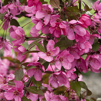 pink prairifire crabapple flowers