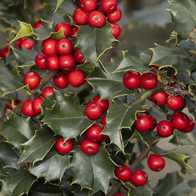 red berries on red beauty holly