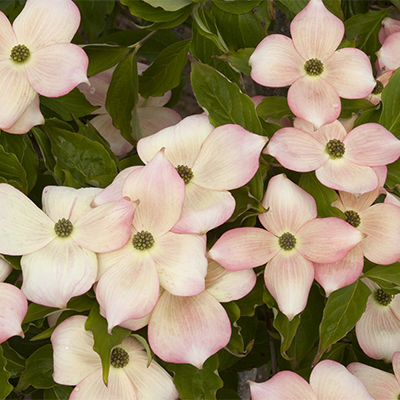light pink flowers of Stellar Pink® Dogwood