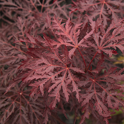 red leaves of velvet viking japanese maple tree
