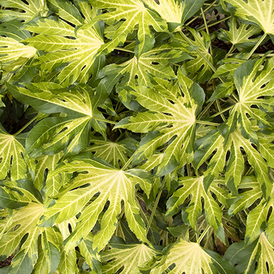 shades of green on variegated japanese aralia leaves