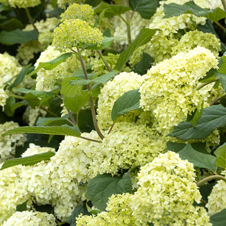 white hydrangea flowers