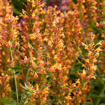 orange agastache flowers attract butterflies and bees