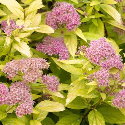 18 Beautiful Deer Resistant Shrubs to Protect Your Garden