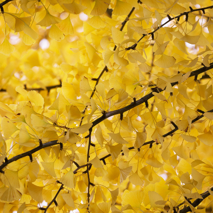 bright yellow foliage on autymn gold gingko