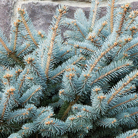 blue needles on dwarf globe blue spruce